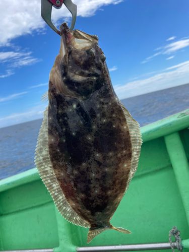 ヒラメの釣果