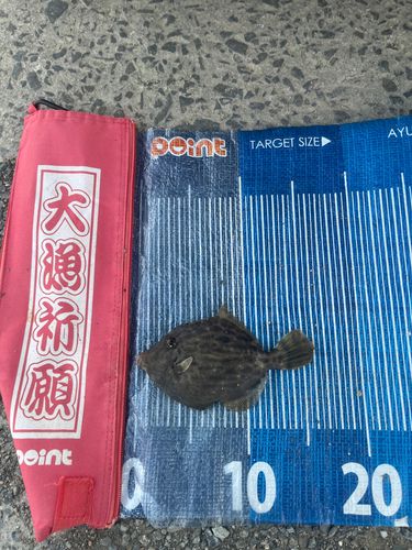 カワハギの釣果