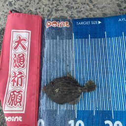 カワハギ