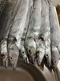 タチウオの釣果