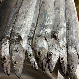 タチウオ