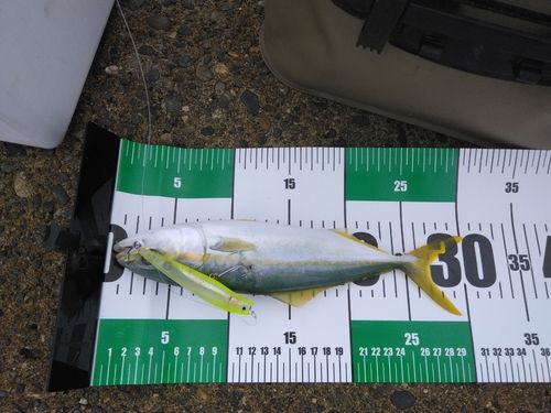 ワカシの釣果
