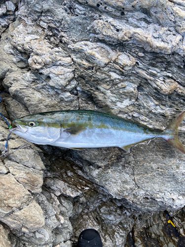 ハマチの釣果