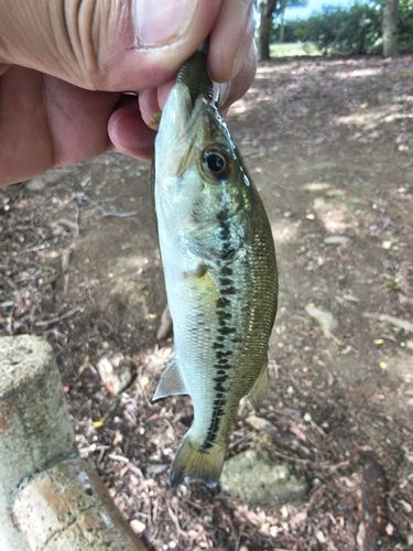 ラージマウスバスの釣果