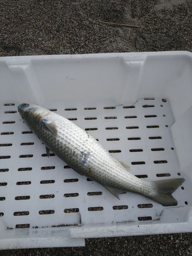 ボラの釣果