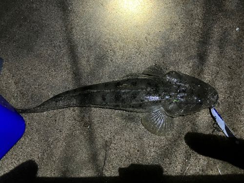 マゴチの釣果