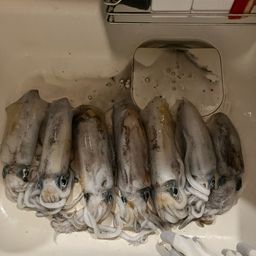 アオリイカ