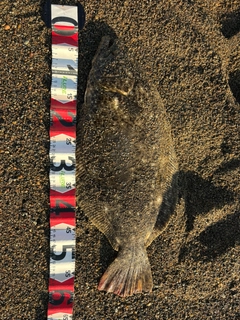 ヒラメの釣果