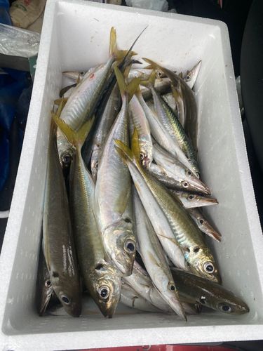 カマスの釣果