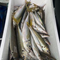 カマス
