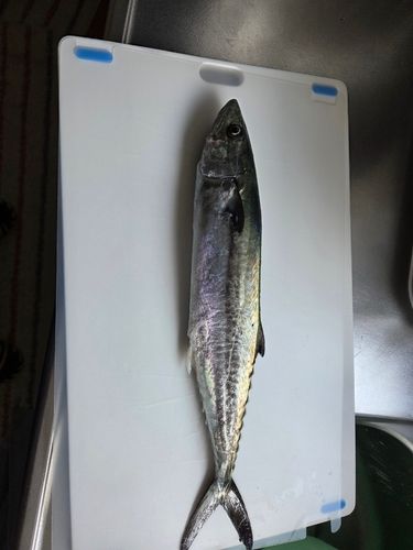 サゴシの釣果