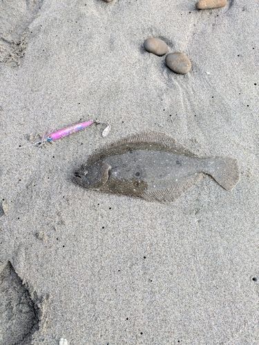 釣果