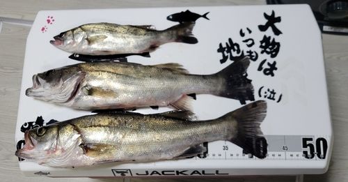シーバスの釣果