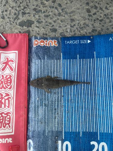 コチの釣果