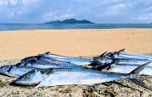 サゴシの釣果