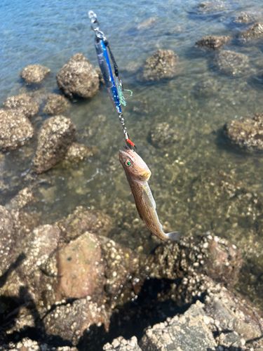 エソの釣果