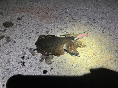 コウイカの釣果