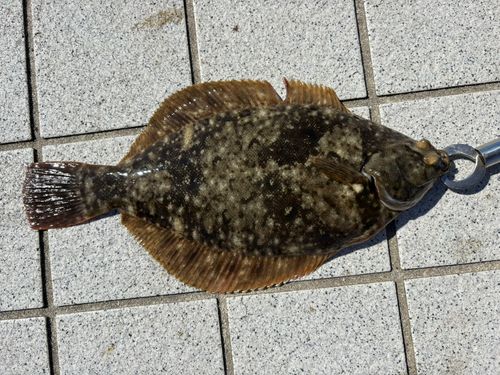 カレイの釣果