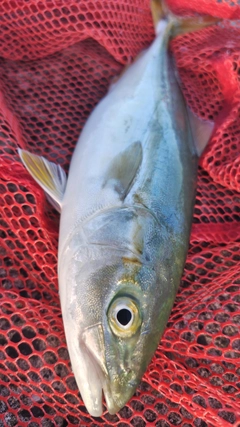 イナダの釣果