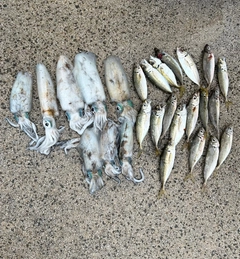 アジの釣果