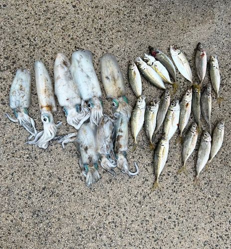 アジの釣果