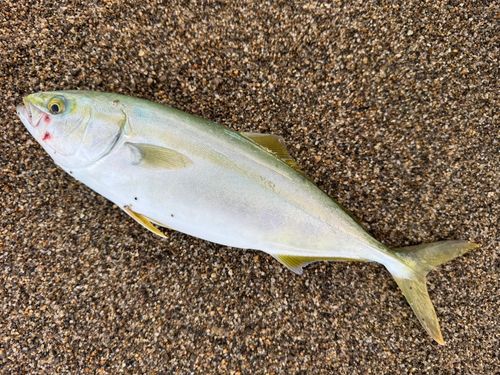 ワカシの釣果