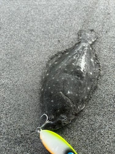 ソゲの釣果