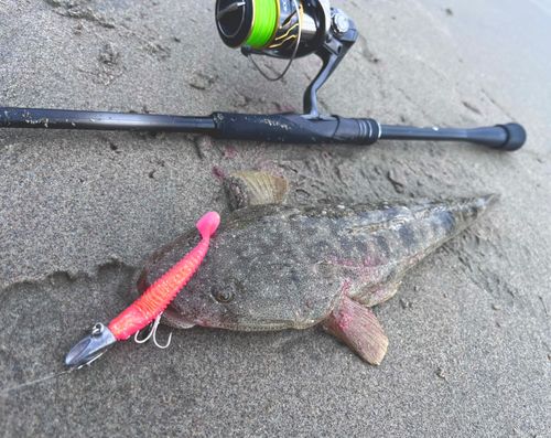 マゴチの釣果