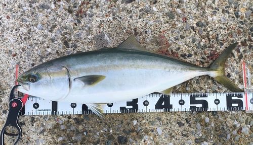 メジロの釣果