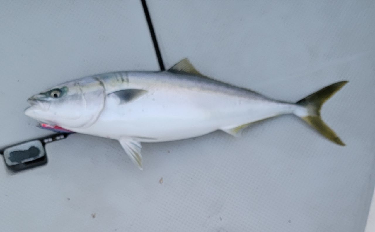 SHIMANO 21グラップラー タイプJ（3ピースモデル） S60-4/3の最安値