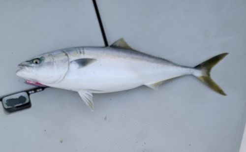 ワラサの釣果
