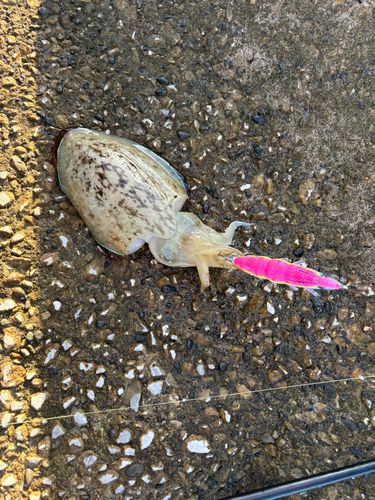 モンゴウイカの釣果