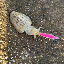 モンゴウイカ