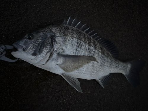 雄物川河口