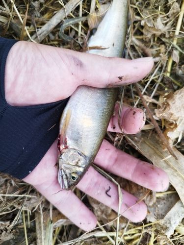 アユの釣果