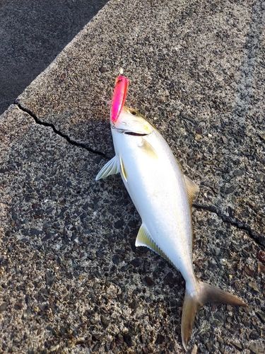 鹿児島湾南部