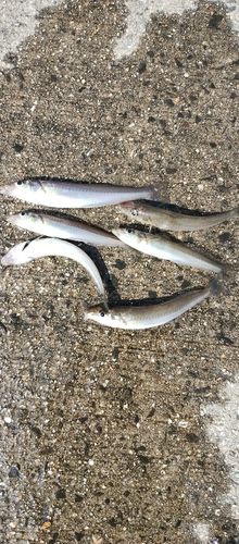 シロギスの釣果