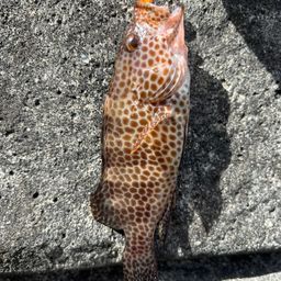 オオモンハタ