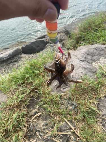 イイダコの釣果