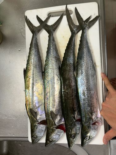 サゴシの釣果