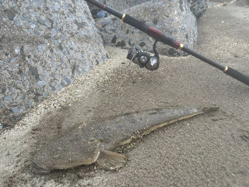 マゴチの釣果
