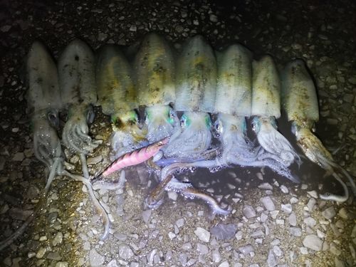 イカの釣果