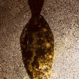 ヒラメ
