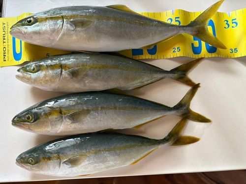ハマチの釣果