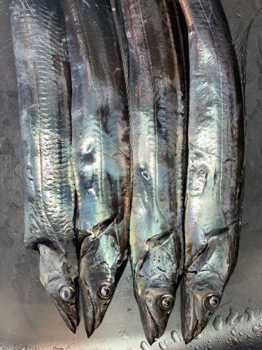 タチウオの釣果