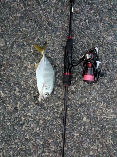 メッキの釣果