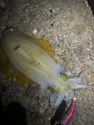 アオリイカの釣果