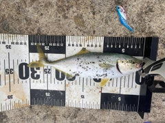 フクラギの釣果