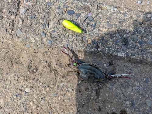 ワタリガニの釣果