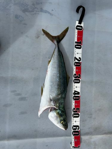 イナダの釣果